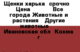 Щенки харька! срочно. › Цена ­ 5 000 - Все города Животные и растения » Другие животные   . Ивановская обл.,Кохма г.